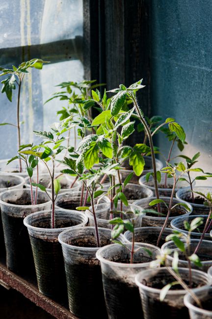 A row of small plastic pots filled with soil hold young green seedlings with serrated leaves. The plants are arranged on a wooden surface inside a greenhouse, with diffused natural light illuminating 